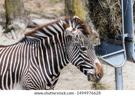 A zebra eating some straw and grass at a feeding corral. 