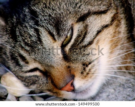 tabby cat, head, rest, detail,