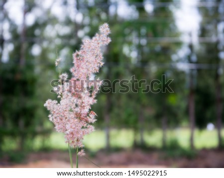 White grass flowers on a natural background