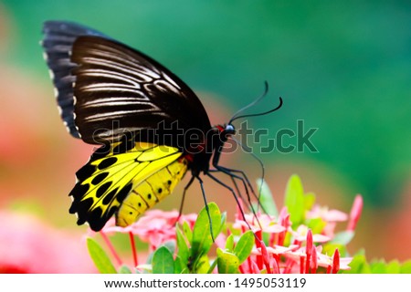 Spike butterfly lxora flower nature