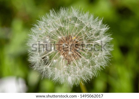 dandelion on background of green grass macro