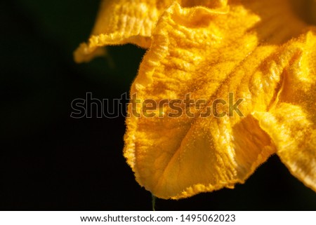yellow cabbage leaf on black background