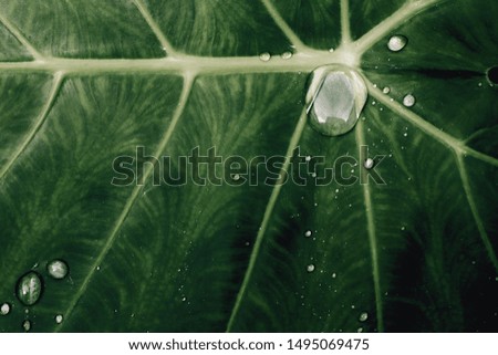 Raindrops on green caladium leaves. 
Natural images of trees in the rainy season.