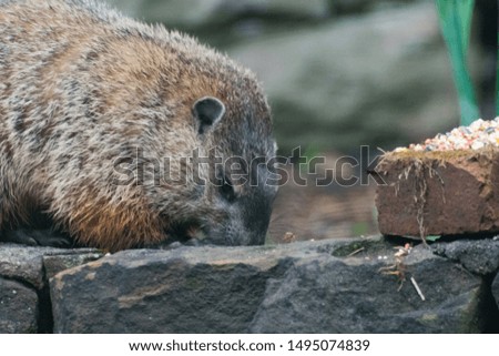 Cute little wild groundhog eating seeds in the garden 