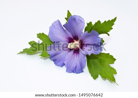 Beautiful flower of hibiscus syriacus on white background
