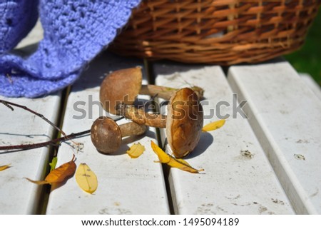 basket with mushrooms and a plaid. Outdoor picnic. Autumn picture for postcard.