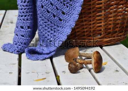 basket with mushrooms and a plaid. Outdoor picnic. Autumn picture for postcard.