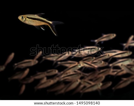 A gold one Penguin fish swimming upstream and moving opposite from group of fishes in black background. Picture for Leadership or Different thinking or Team work concept. 