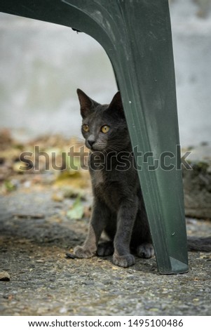 grey kitten with yellow eyes