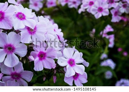 blooming pink Phlox in the fall of rare

