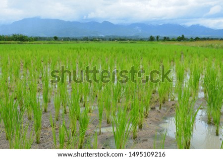 Beautiful rice fields in Thailand, Chiang Mai