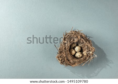 Bird’s nest with tiny eggs
Quail eggs near to hatch