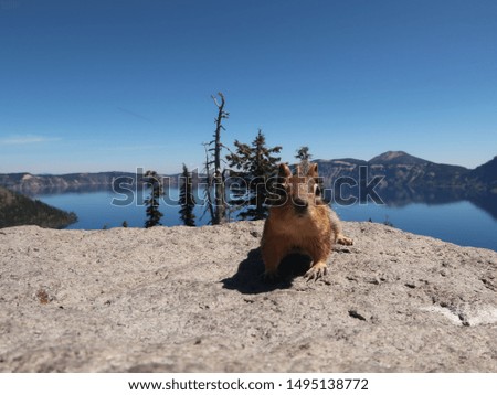 Golden-mantled ground squirrel at Crater Lake, Oregon