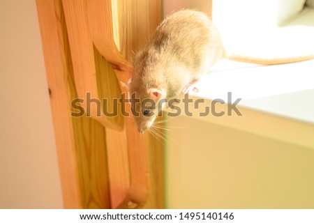cute rat off the window sill