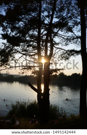 beautiful sunset on the background of lake and pine trees