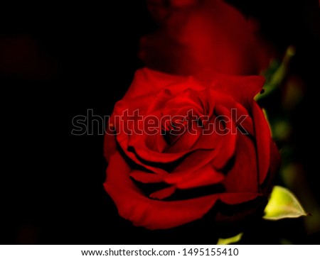 They are reserved for the couple or person who occupies our heart. In addition to love, red roses also represent passion. If someone gives us red roses, it means that we not only inspire love but also