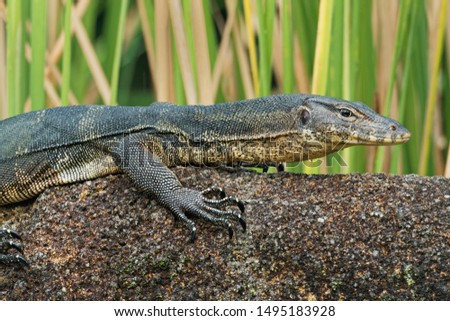 Asian water monitor - Varanus salvator also common water monitor, large varanid lizard native to South and Southeast Asia (kabaragoya, two-banded monitor, rice lizard, ring lizard, plain lizard.