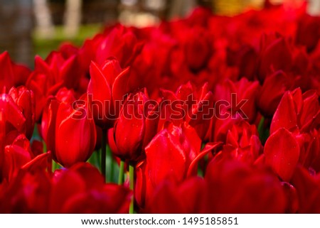 Red tulip in focus. Tulips on the background. Full frame tulip background. Spring blossom. Tulip blossom.