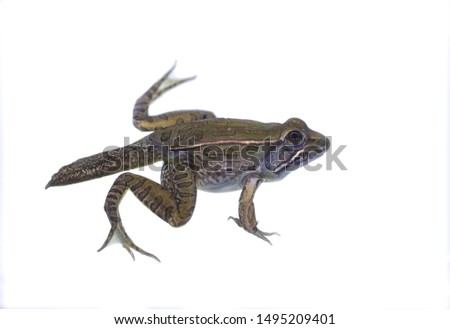 Life stages of the Southern Leopard Frog against a white background.