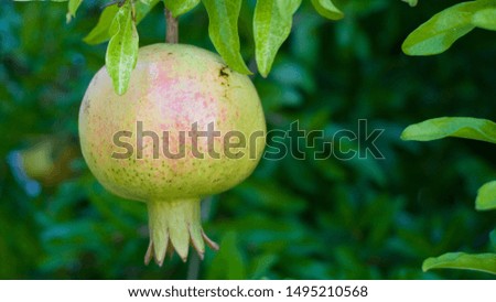 Closeup of pomegranate on pomegranate apple tree branch. Agricultural background photo. Organic nutrition, healthy lifestyle, clean eating concept. Vitamin c supply. Selective focus.
