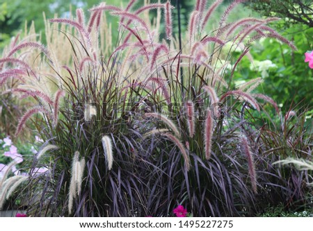 Horizontal banner of Mesmerizing Purple fountain ornamental grasses waving in the hot summer afternoon sun, Chicago suburb, Zone 5
 Royalty-Free Stock Photo #1495227275