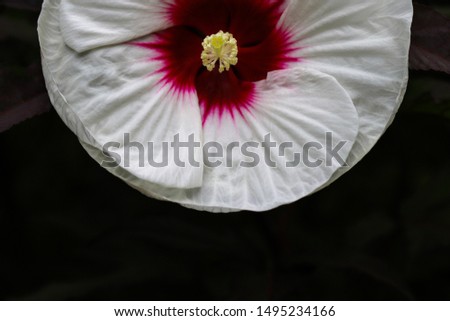Artistic macro photo of a white ruby throated hibiscus, rose of sharon, on dark background