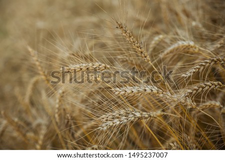 Ripe ears of wheat in a field close-up. Selective focus, shallow depth of field.