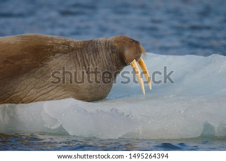 Walrus (Odobenus rosmarus) on a piece of ice at Spitsbergen