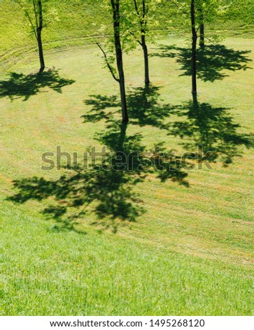 young trees and their shadows on the fresh cut grass lawn in France