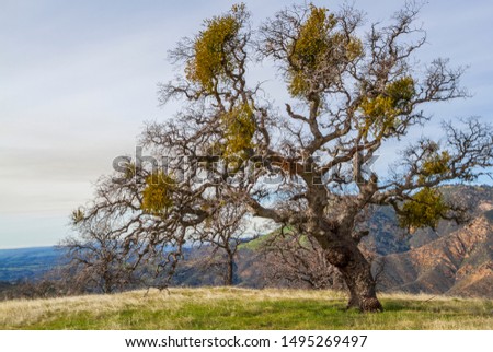 Lone old Oak tree in the Los Padres National forest in California