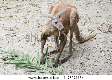 Full body of thin kangaroo eating leaf, natural marsupial mammal from Australia