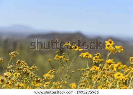  Beautiful Arizona desert wildflowers bloom 