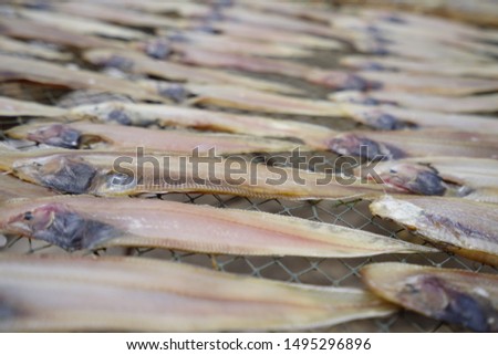 Drying fish in Mekong Delta Vietnam