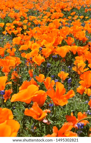 Golden poppies in full bloom covering the hillsides in the Antelope Valley with bright orange and yellow wildflowers.