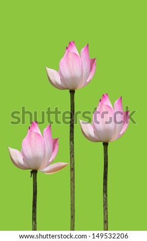 Three Pink lotus flower on a green background.