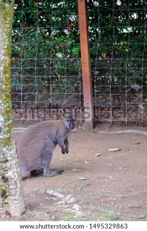 
A brown color wallaby stands in a big farm