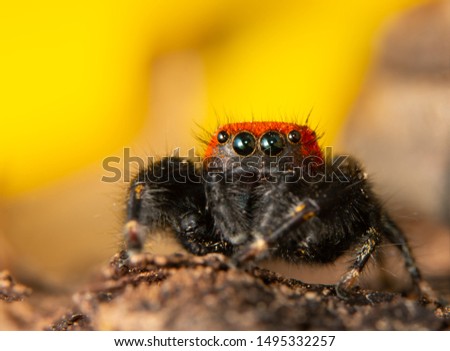 Closeup of a red and black Cardinal jumping spider in front of yellow Sunflower