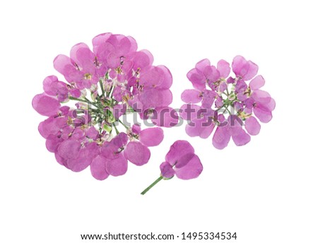 Pressed and dried flower Iberis, isolated on white background. For use in scrapbooking, floristry or herbarium.