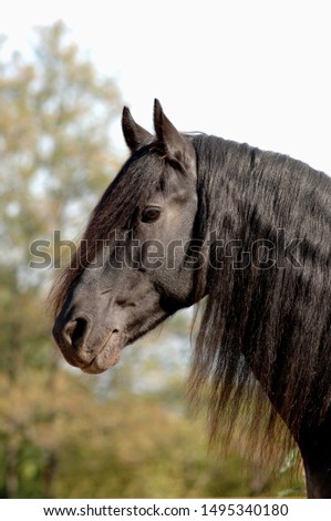 Friesian horse, stallion in Northern Germany