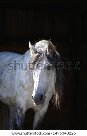 Pura Raza Espagnola Horse (PRE), Stallion, Spain