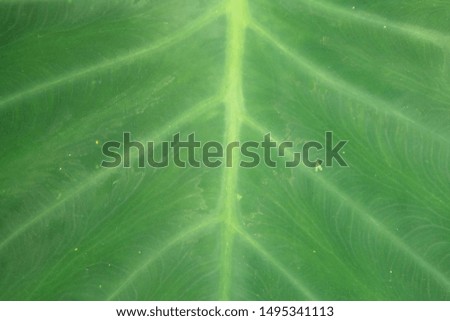 sunlight natural green an landscapes closeup nature view of green leaf in garden  copy space and backgrounds or wallpapers
