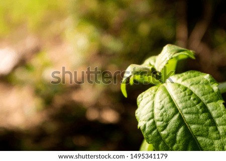 sunlight natural green an landscapes closeup nature view of green leaf in garden  copy space and backgrounds or wallpapers
