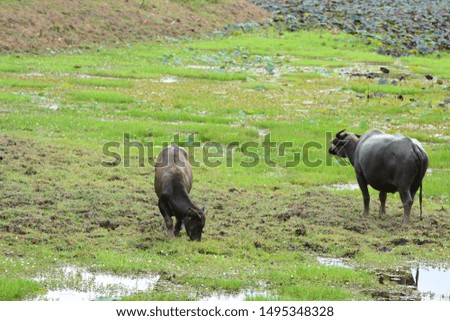buffalo grazing on pond .
