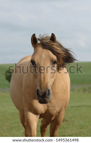 Partbred Horse front view, closeup