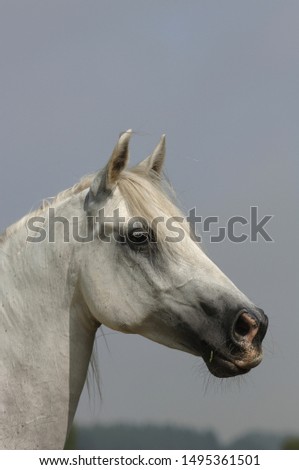 Lippizaner horse portrait, closeup view