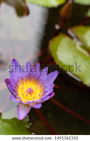Beautiful waterlily lotus flower is complimented by the rich colors of the deep blue water surface at the water pond. Saturated colors and vibrant detail make this an almost surreal image