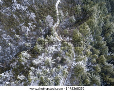 Snowy Pinetrees and winding mountain road