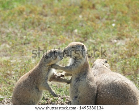 Close up of two prairie dogs appearing to kiss at the Badlands, South Dakota, USA.