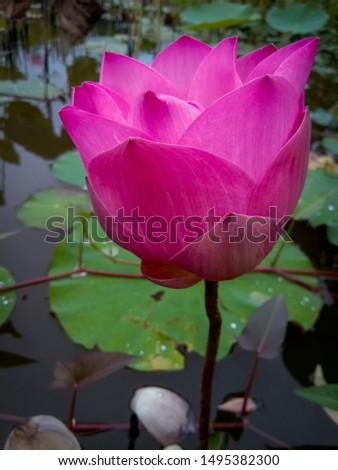 Flowers of lotus pink the leaves and flowers art in countryside