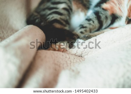 Paws of a cat, beige plaid. Domestic sleeping cat. Relaxing concept.